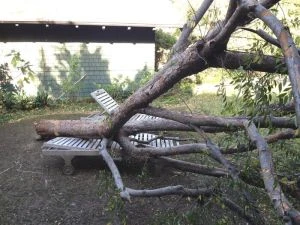 Teak Sun Lounger withstands a fallen tree